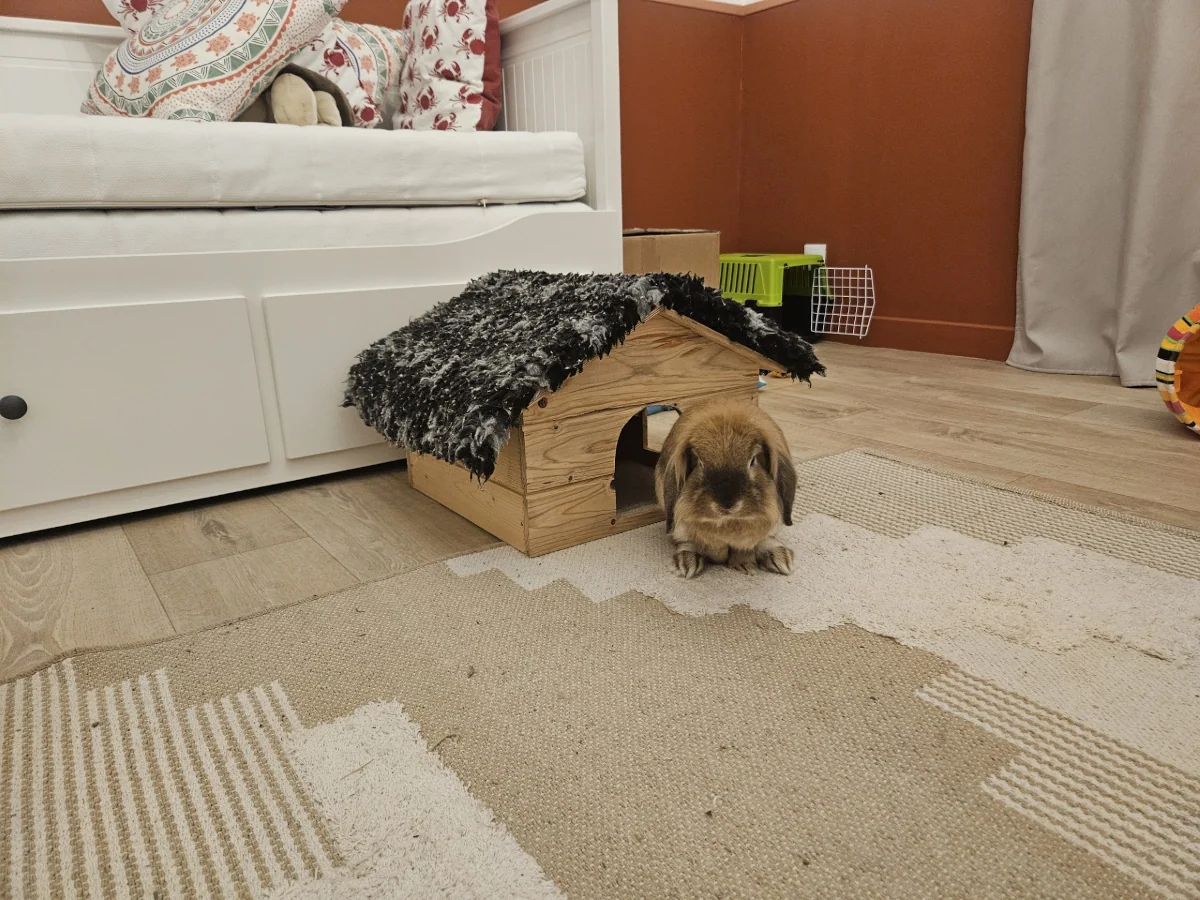 Chambre individuelle rabbit-proof aménagée pour un lapin à la pension Chatphir à Nîmes