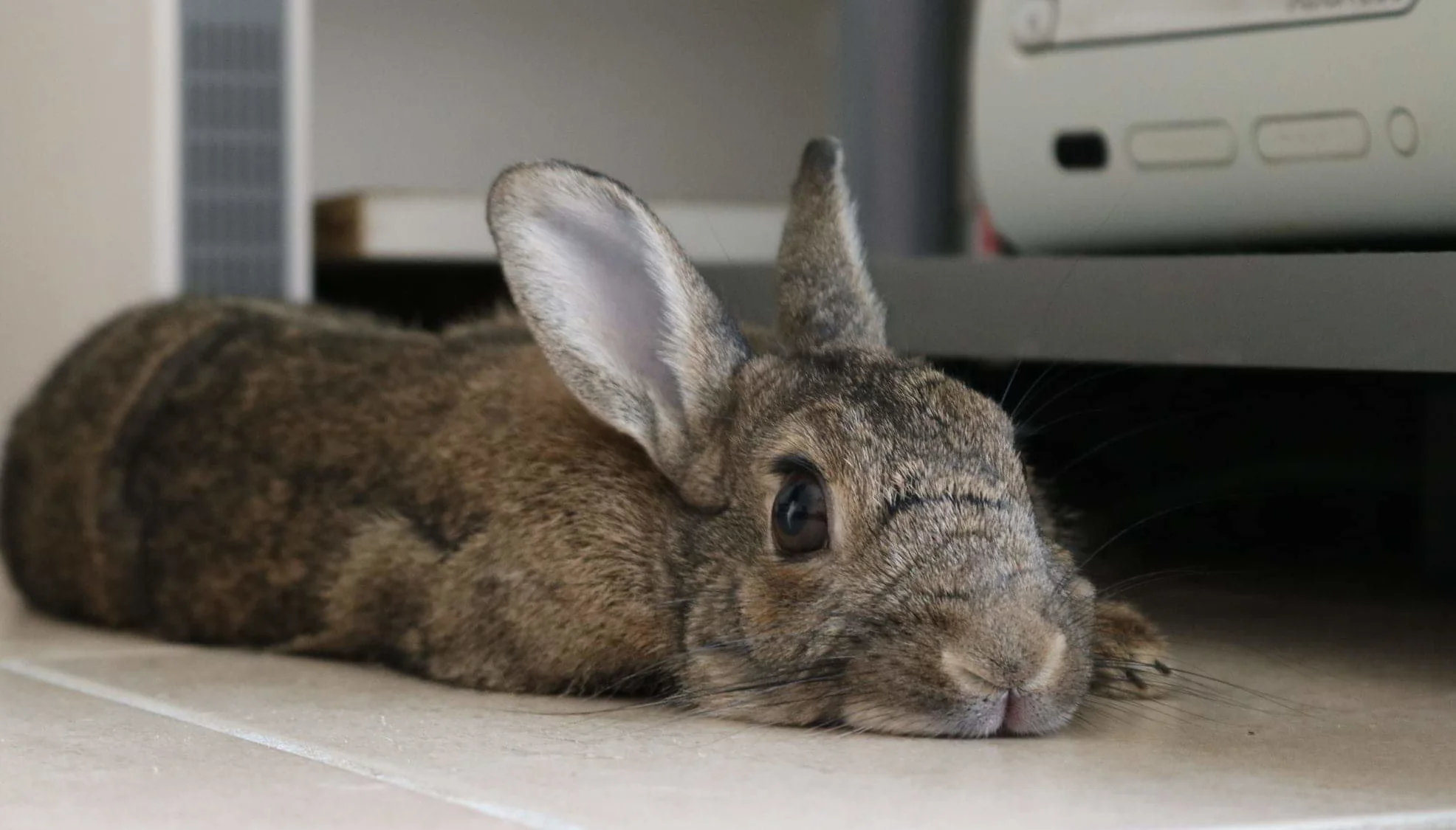 Chatphir, pension spécialisée pour la garde de lapin en liberté à Nîmes entre Montpellier et Avignon