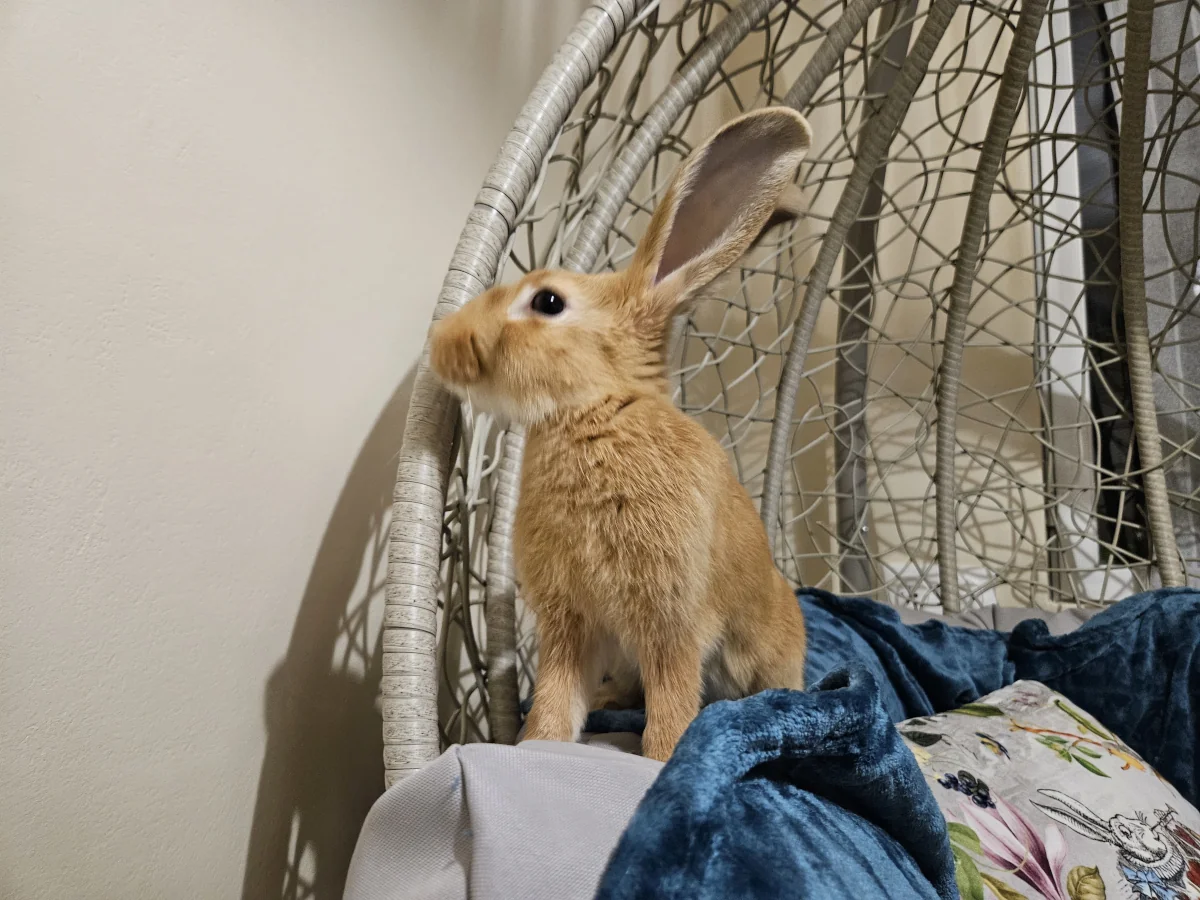 Lapin installé confortablement dans sa chambre individuelle à la pension Chatphir à Nîmes