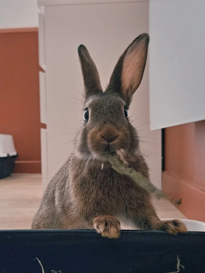 Lapin en liberté dans son espace privé à la pension Chatphir à Nîmes