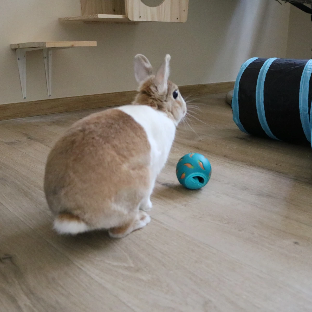 Vue intérieure d'une chambre sécurisée sans cage pour lapin à la pension Chatphir à Nîmes