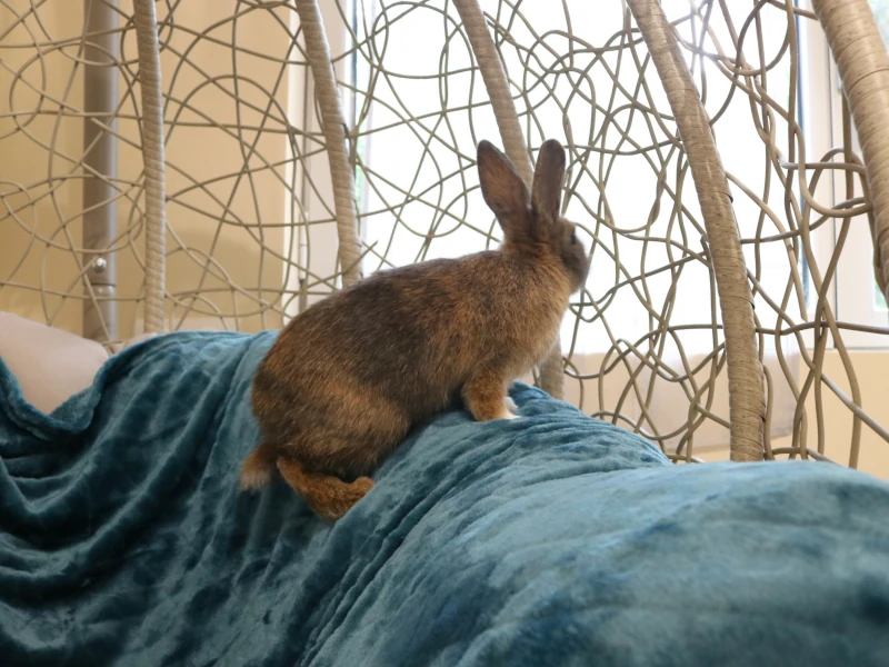 Chatphir pension individuelle lapin à Nîmes - Newton observant l'extérieur depuis la chaise suspendue de la chambre Calida.