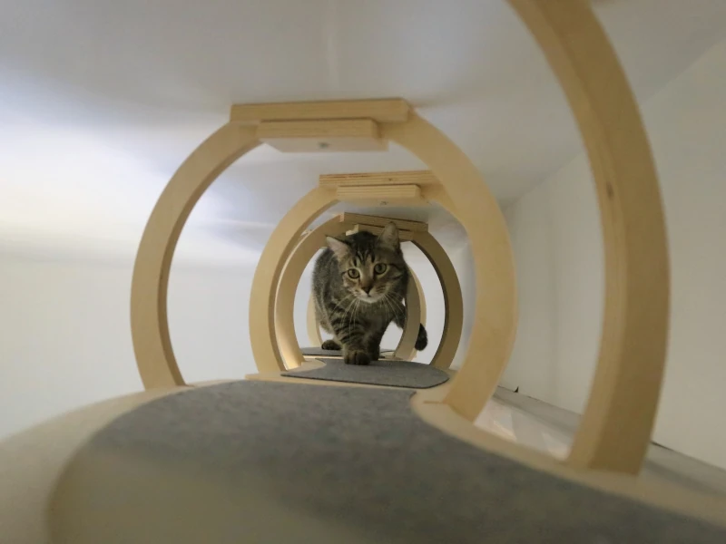 Chambre Alba : chat tigré traversant le tunnel de jeu en arches de bois — pension chat et lapin à Nîmes