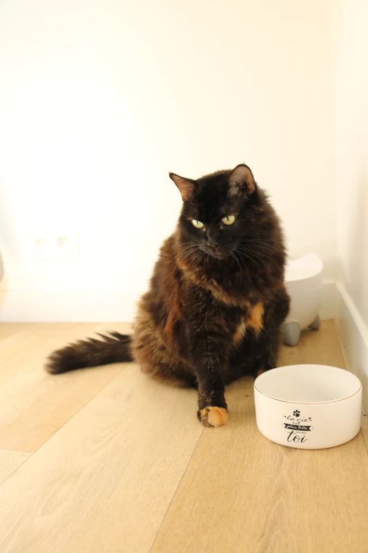 Chambre Alba : chat devant sa fontaine d'eau — pension chat et lapin à Nîmes
