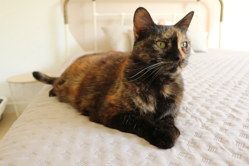 Chambre Alba : chat relaxé sur le lit moelleux — pension chat et lapin à Nîmes