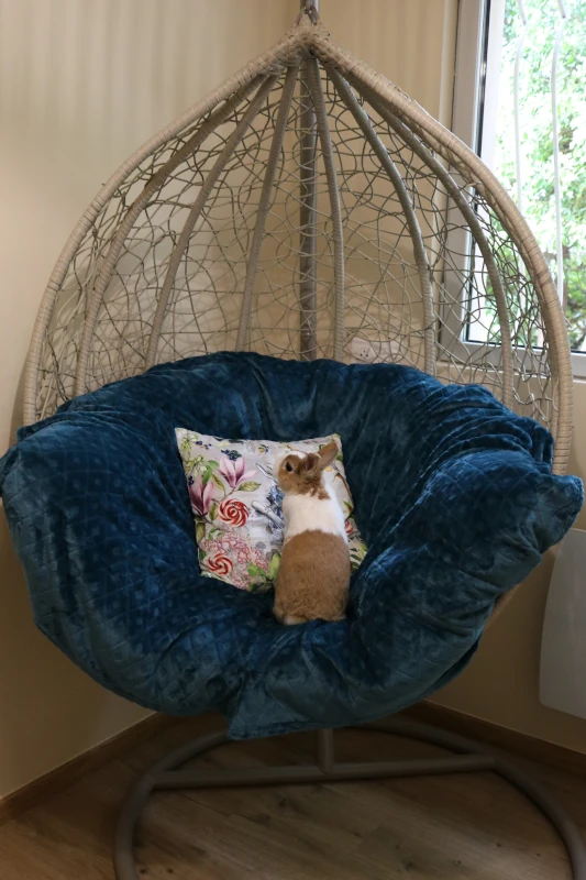 Chambre Calidà : lapin perché sur son coussin moelleux — pension chat et lapin à Nîmes