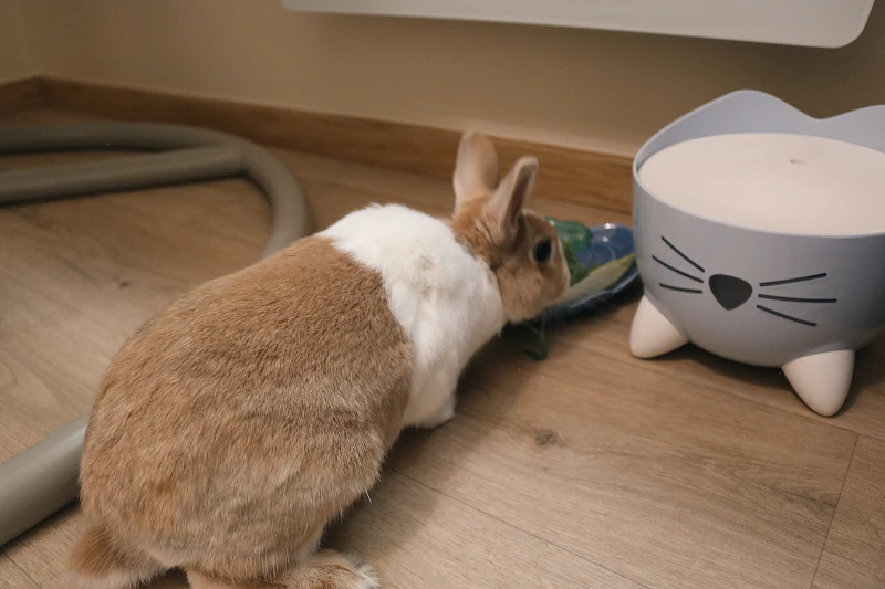 Chambre Calidà : lapin buvant à la fontaine à eau — pension chat et lapin à Nîmes