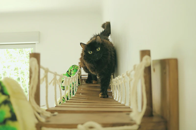 Chambre Jungle Geek : chat sur hamac mural suspendu — pension chat et lapin à Nîmes