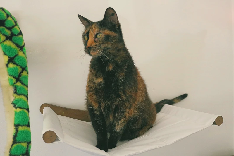 Chambre Jungle Geek : bulle d'observation et passerelle pour chat — pension chat et lapin à Nîmes