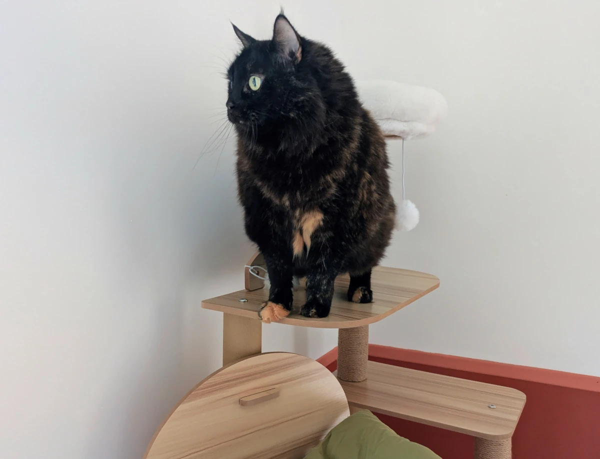 Chambre Solana : chat sur tapis fleuri devant la commode blanche — pension chat et lapin à Nîmes